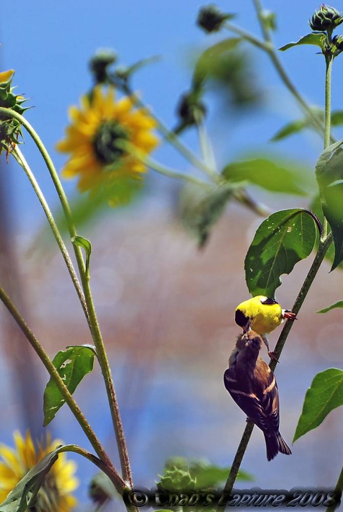 Sharing by Chad Horwedel is licensed under CC BY-NC-ND 2.0